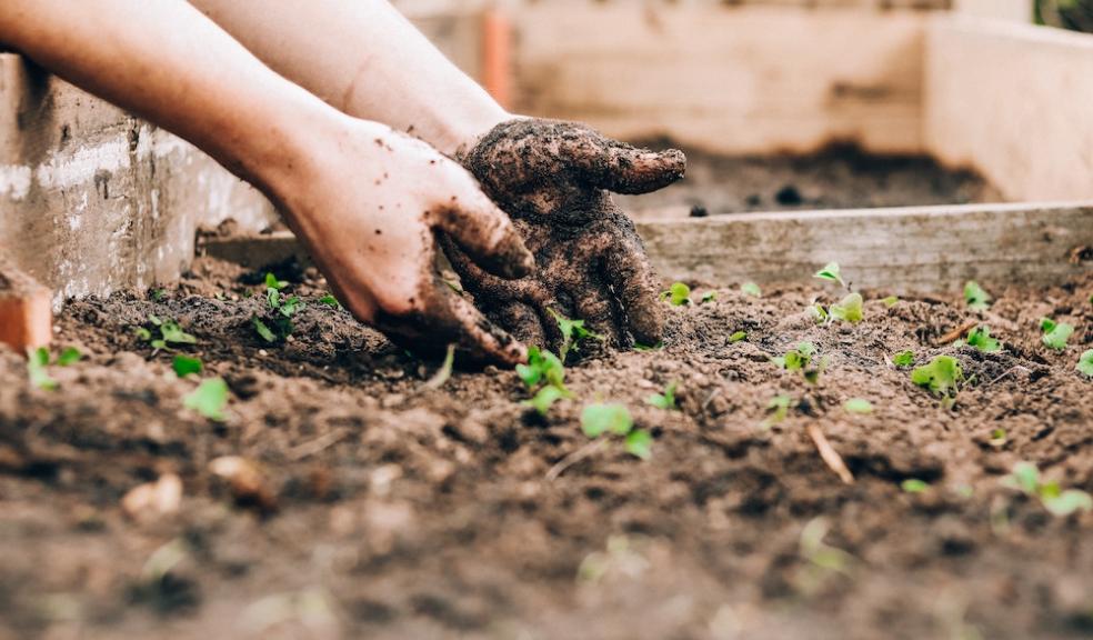 Allotment soil