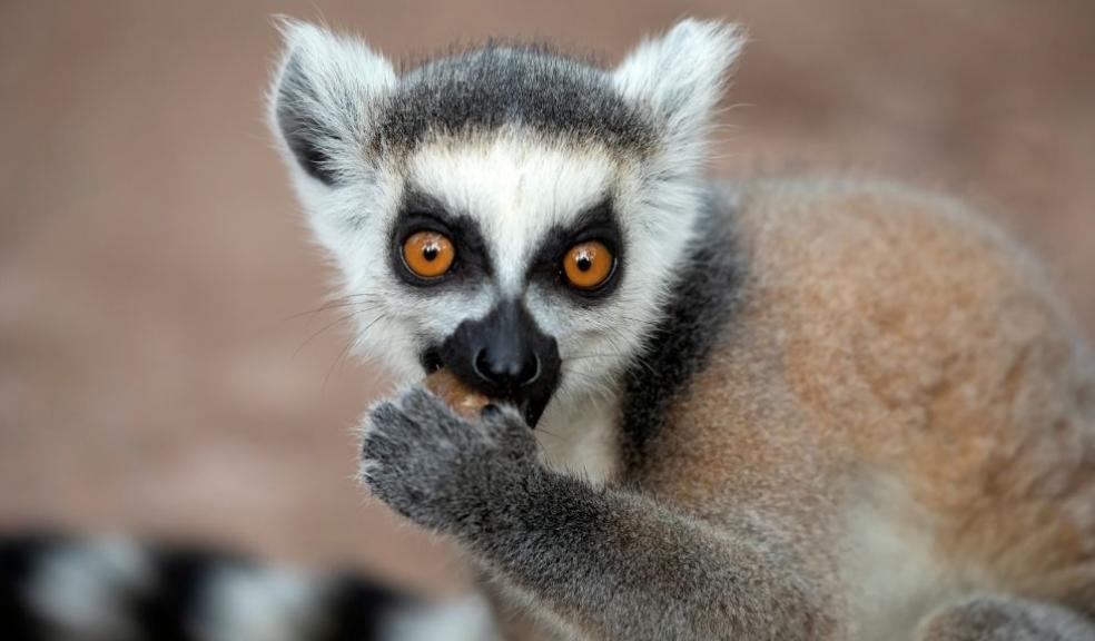 Ring tailed lemur