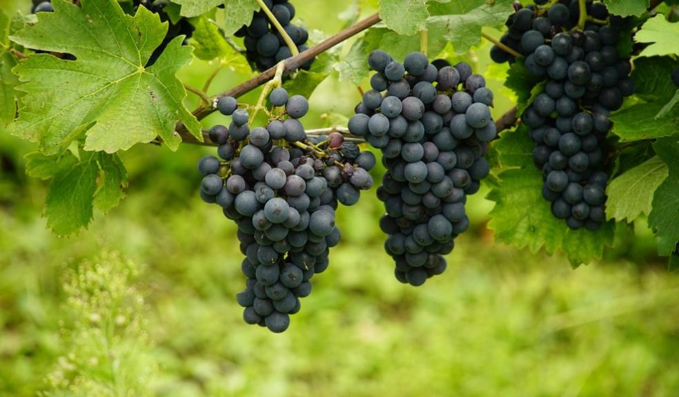 Vineyards