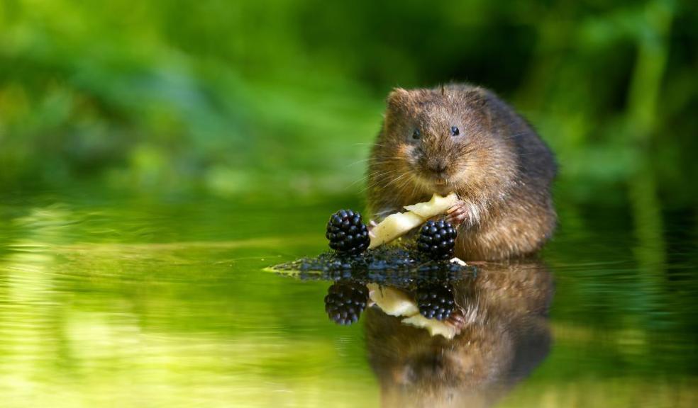 Water voles