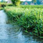 Gardens in drought how to avoid