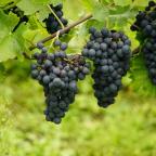 Vineyards