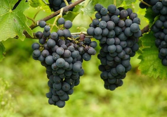 Vineyards