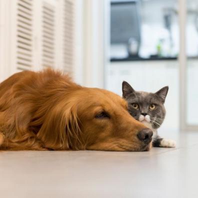 Cat & Dog 