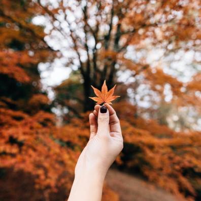 Keeping your garden tidy this Autumn