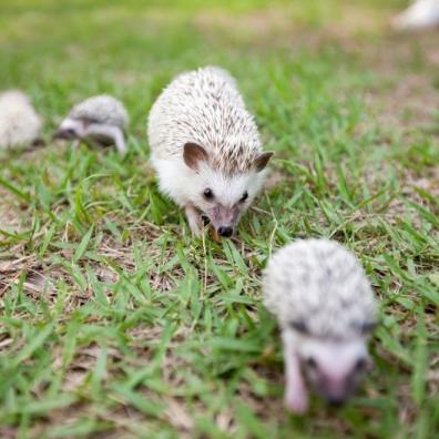 Hedgehogs